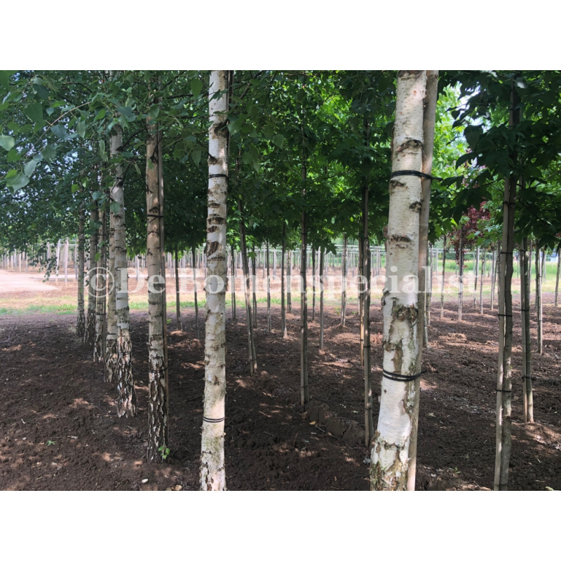 vergeven venijn Gemiddeld Betula Pendula (Ruwe Berk)