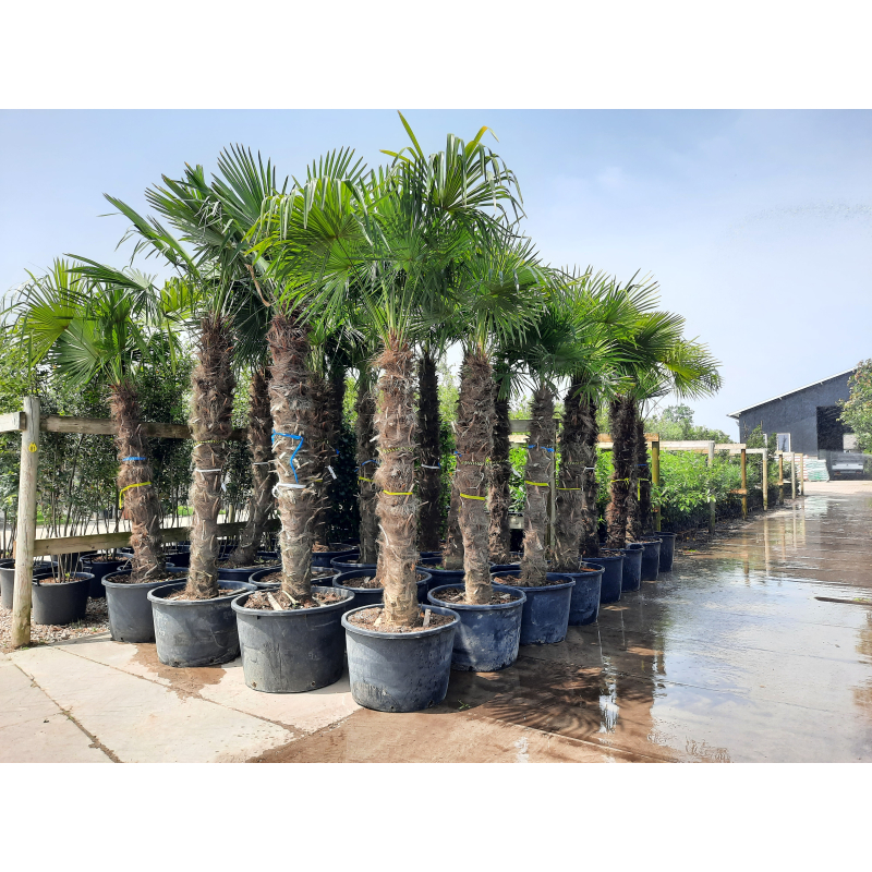 Geschikt Handel buurman Trachycarpus Fortunei (Palmboom) Kopen - Debomenshop.nl