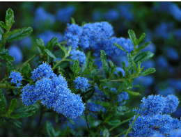 Amerikaanse Sering (Ceanothus): Verzorging & Tips