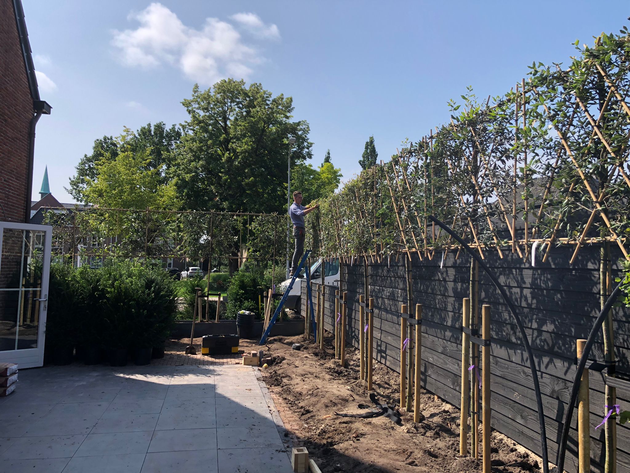 Quercus ilex aanplanten leiboom.jpg